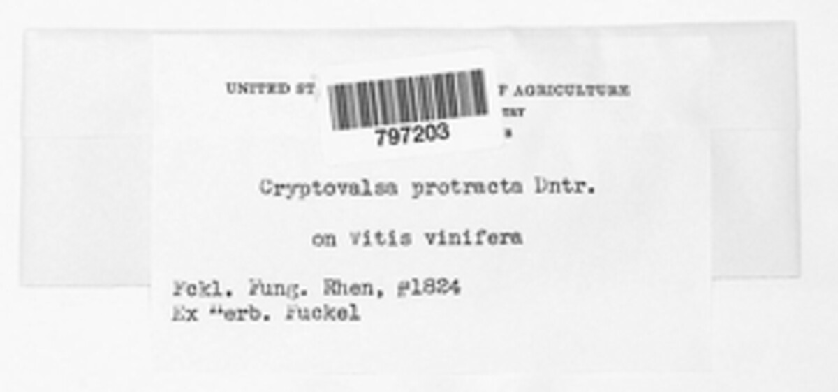 Cryptovalsa protracta image
